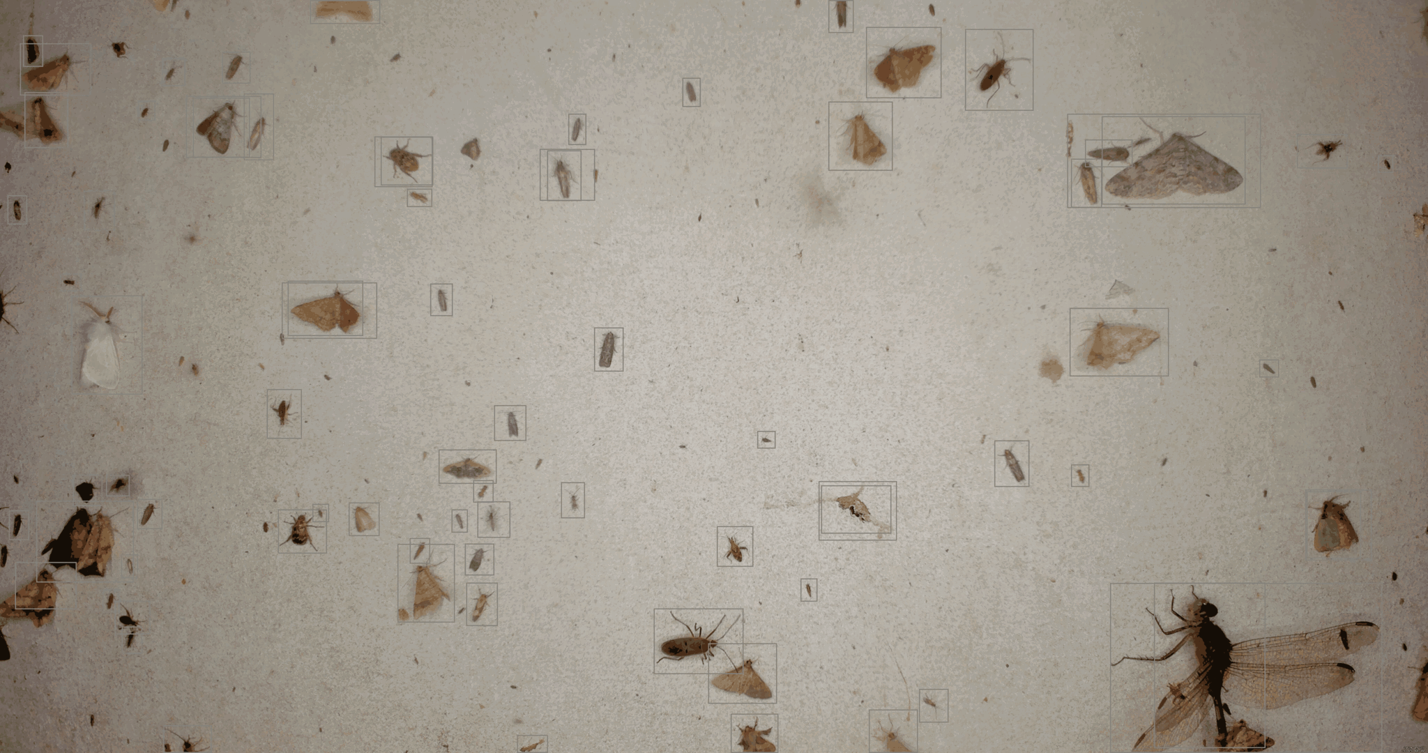 White board with insects landing outlined by grey box