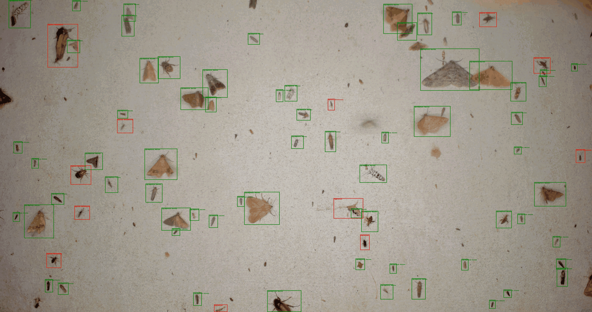 White board with insects landing outlined by green box for Lepidoptera and red otherwise