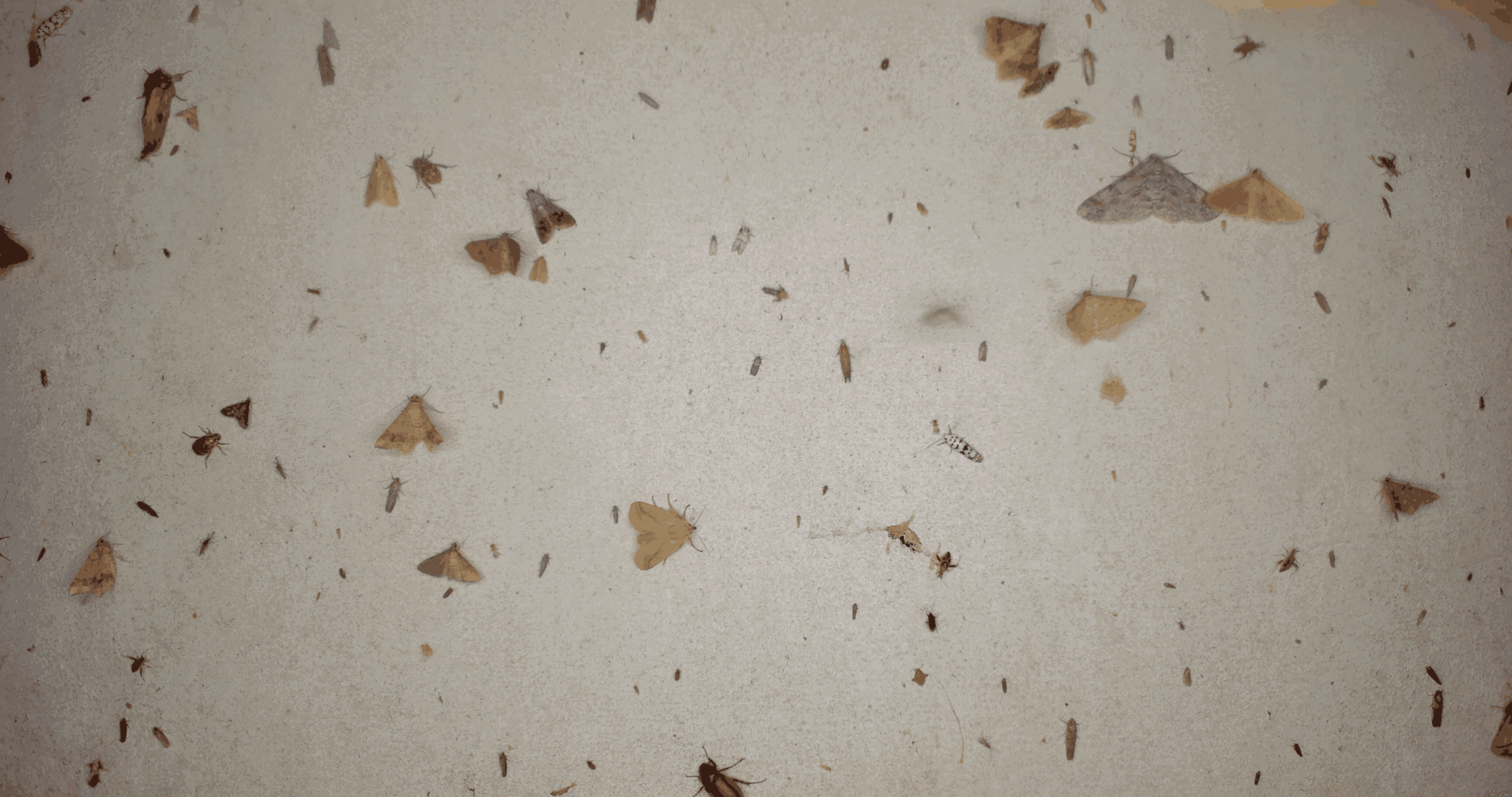 Gif of white board with insects landing on it
