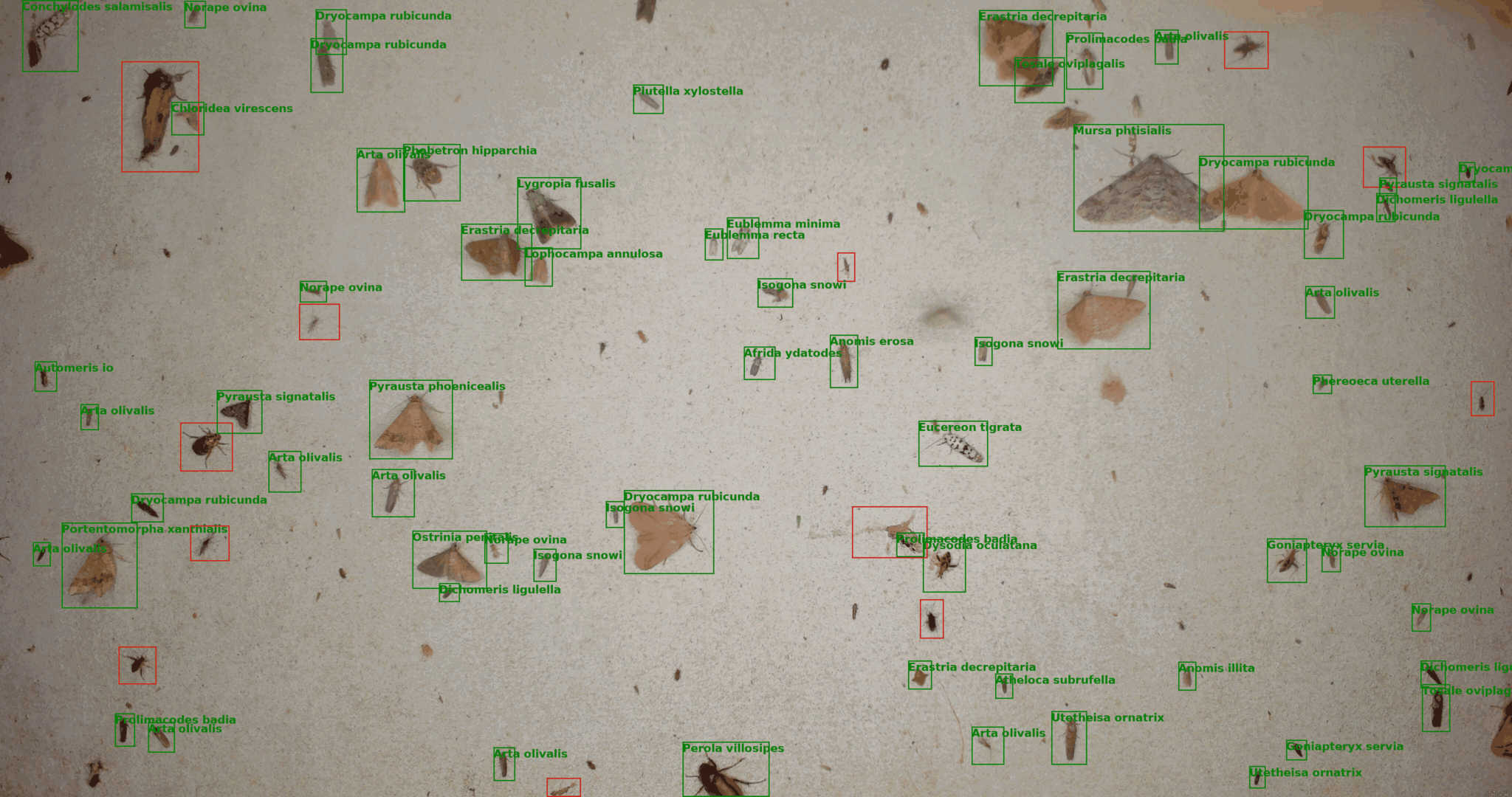 White board with insects landing outlined by green box with species name or red box if not moths