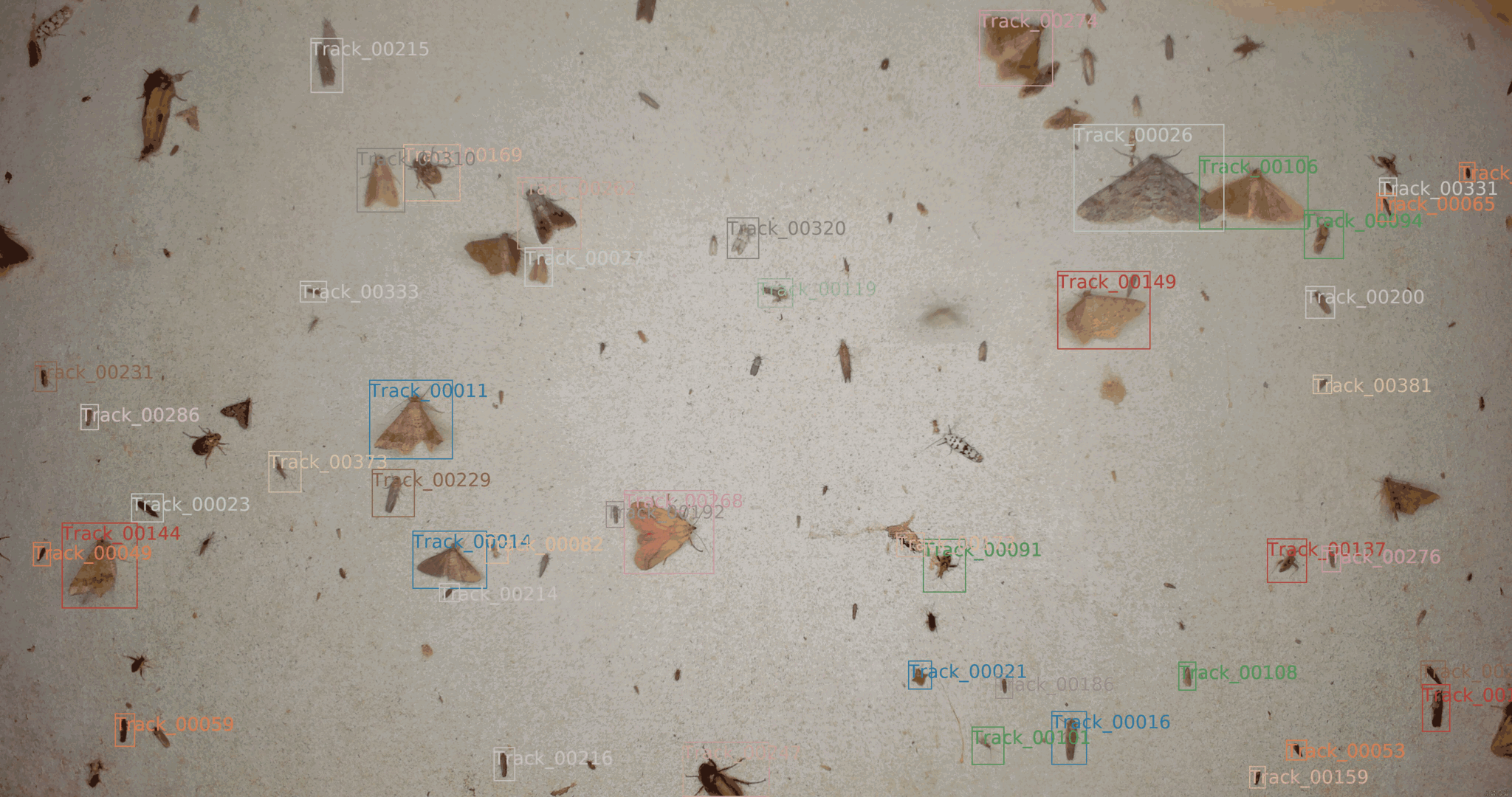 White board with insects landing outlined by coloured box mapping individual insects across frames